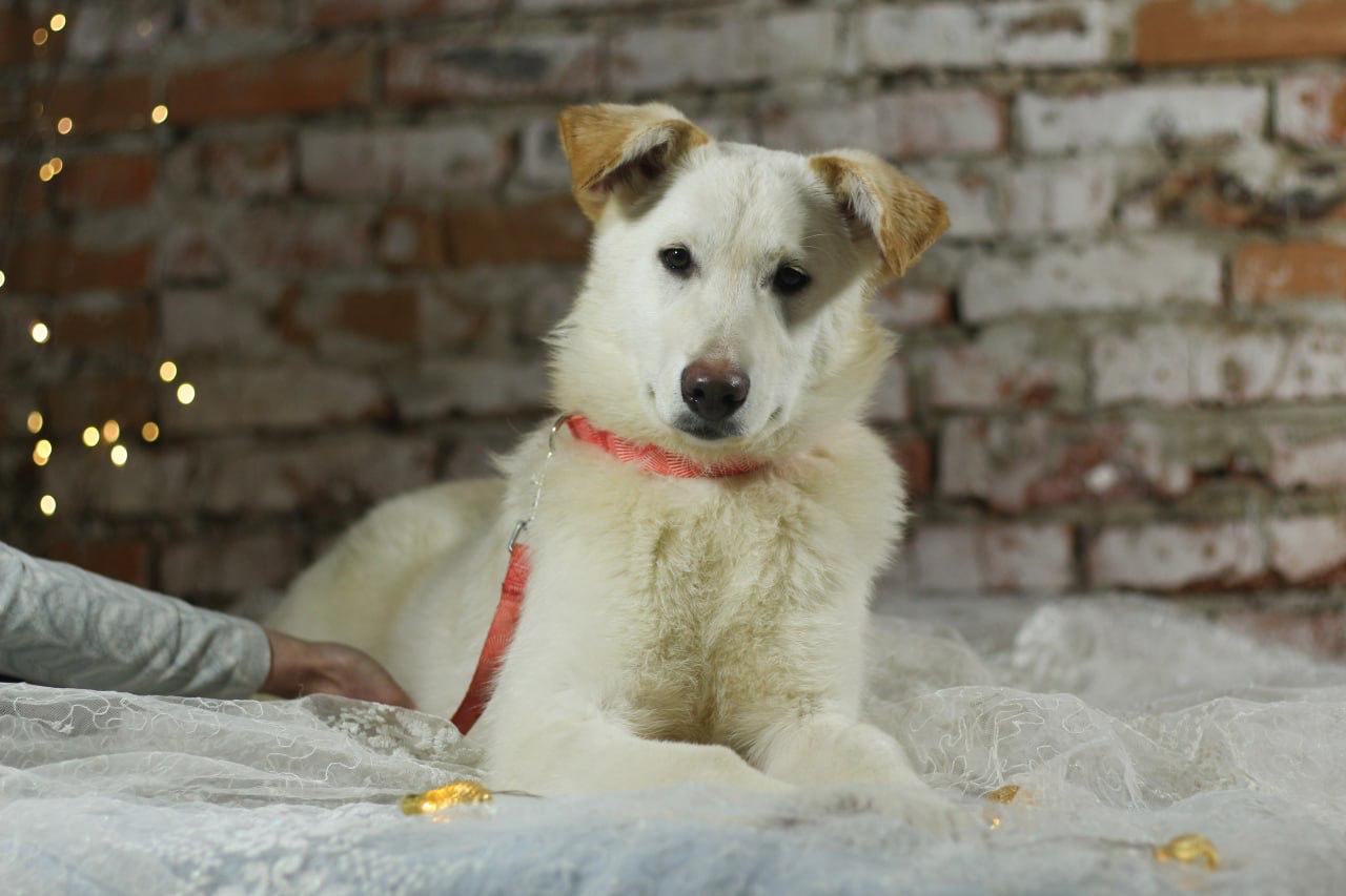 Chiens à adopter